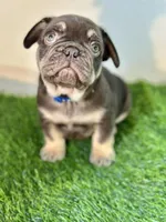 Reese's, a male French Bulldog for sale in Buchanan, MI – Photo 2 of 6