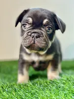 Reese's, a male French Bulldog for sale in Buchanan, MI – Photo 4 of 6