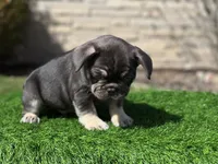 Reese, a male French Bulldog for sale in Buchanan, MI – Photo 3 of 5