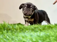 Reese's, a male French Bulldog for sale in Buchanan, MI – Photo 1 of 6