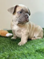 Mombo, a male French Bulldog for sale in Buchanan, MI – Photo 2 of 5