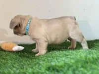 Mombo, a male French Bulldog for sale in Buchanan, MI – Photo 3 of 5