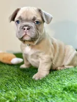 Mombo, a male French Bulldog for sale in Buchanan, MI – Photo 1 of 5