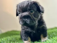 KONG, a male French Bulldog for sale in Buchanan, MI – Photo 1 of 5