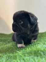 KONG, a male French Bulldog for sale in Buchanan, MI – Photo 2 of 5