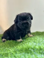 KONG, a male French Bulldog for sale in Buchanan, MI – Photo 3 of 5