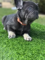 Twix, a male French Bulldog for sale in Buchanan, MI – Photo 7 of 7