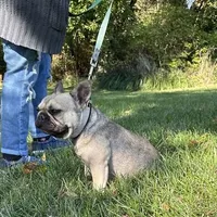 Twix, a male French Bulldog for sale in Buchanan, MI – Photo 5 of 7
