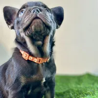 Twix, a male French Bulldog for sale in Buchanan, MI – Photo 2 of 7