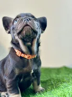 Twix, a male French Bulldog for sale in Buchanan, MI – Photo 2 of 6