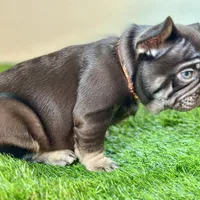 Twix, a male French Bulldog for sale in Buchanan, MI – Photo 4 of 7