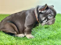 Twix, a male French Bulldog for sale in Buchanan, MI – Photo 4 of 6
