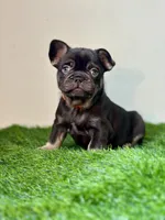 Twix, a male French Bulldog for sale in Buchanan, MI – Photo 1 of 6