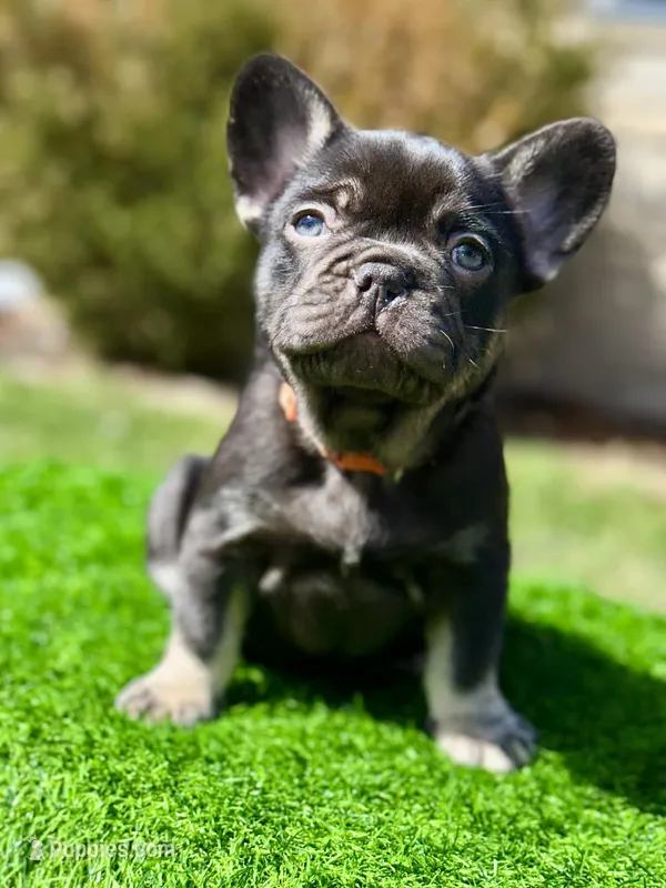 Twix – French Bulldog puppy for sale in Buchanan, MI