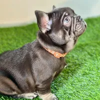 Twix, a male French Bulldog for sale in Buchanan, MI – Photo 3 of 7