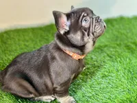 Twix, a male French Bulldog for sale in Buchanan, MI – Photo 3 of 6