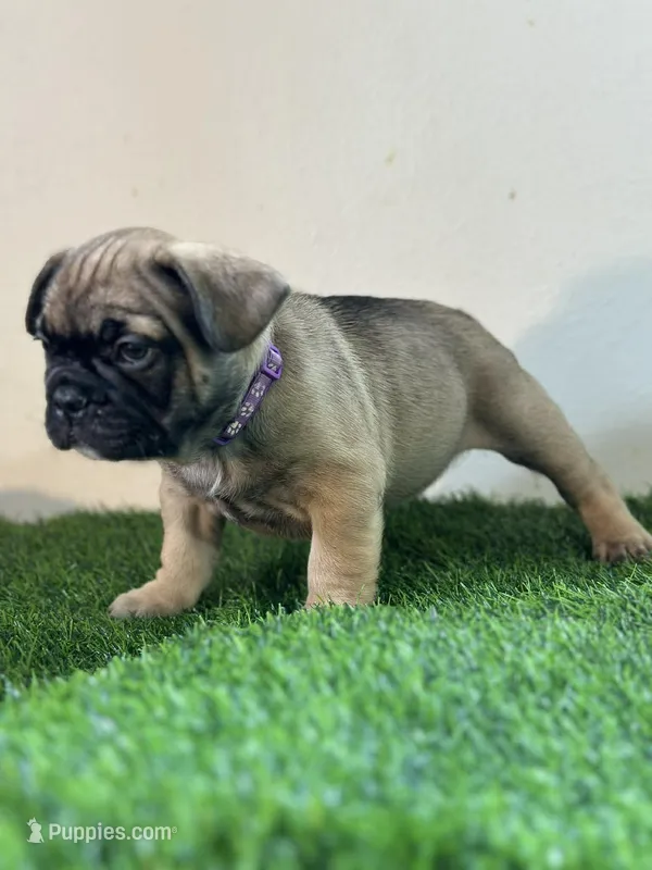 Juju – French Bulldog puppy for sale in Buchanan, MI