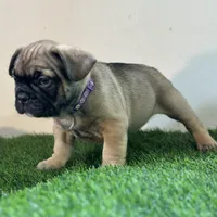 Juju, a female French Bulldog for sale in Buchanan, MI – Photo 1 of 10