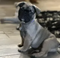 Juju, a female French Bulldog for sale in Buchanan, MI – Photo 10 of 10