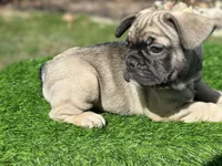 Juju, a female French Bulldog for sale in Buchanan, MI – Photo 7 of 10