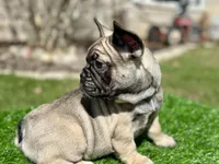 Juju, a female French Bulldog for sale in Buchanan, MI – Photo 9 of 10