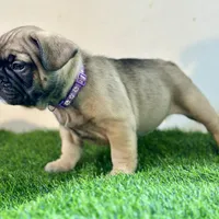 Juju, a female French Bulldog for sale in Buchanan, MI – Photo 3 of 10