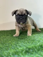 Juju, a female French Bulldog for sale in Buchanan, MI – Photo 1 of 6