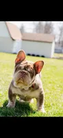 Juju, a female French Bulldog for sale in Buchanan, MI – Photo 6 of 6