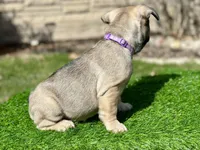 Juju, a female French Bulldog for sale in Buchanan, MI – Photo 8 of 10