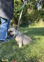 Juju, a female French Bulldog for sale in Buchanan, MI – Photo 5 of 6