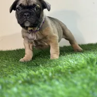 Juju, a female French Bulldog for sale in Buchanan, MI – Photo 2 of 10