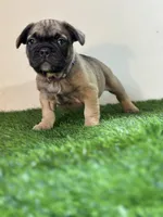 Juju, a female French Bulldog for sale in Buchanan, MI – Photo 3 of 6