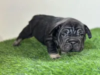 Star Burst, a female French Bulldog for sale in Buchanan, MI – Photo 2 of 5