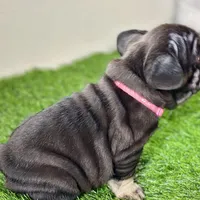 Zilla, a female French Bulldog for sale in Buchanan, MI – Photo 3 of 5