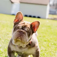 Zilla, a female French Bulldog for sale in Buchanan, MI – Photo 5 of 5