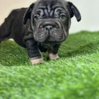 Zilla, a female French Bulldog for sale in Buchanan, MI – Photo 1 of 5