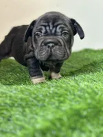 Star Burst, a female French Bulldog for sale in Buchanan, MI – Photo 1 of 5