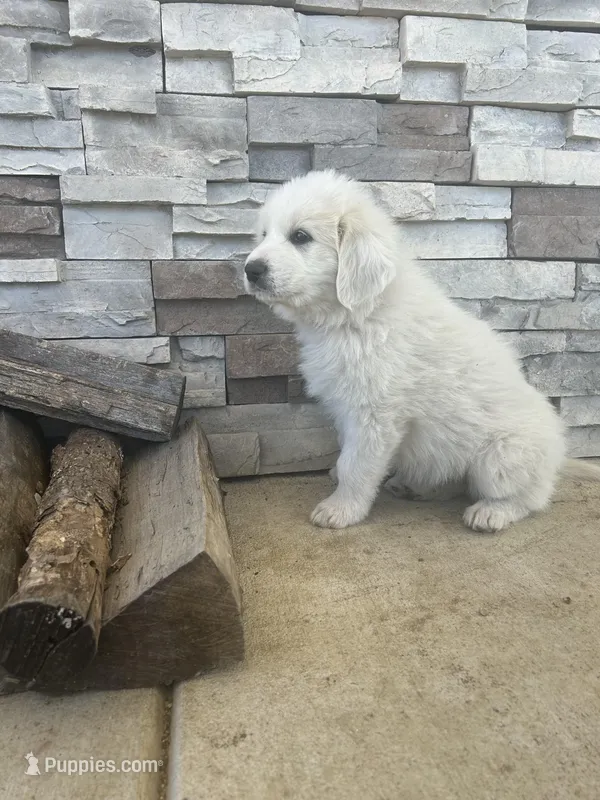 Rose – Great Pyrenees puppy for sale in Saint Marys, KS