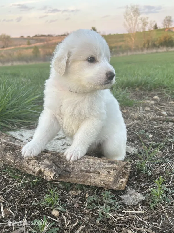 Rose – Great Pyrenees puppy for sale in Saint Marys, KS