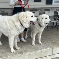 Rose, a female Great Pyrenees for sale in Saint Marys, KS – Photo 2 of 2
