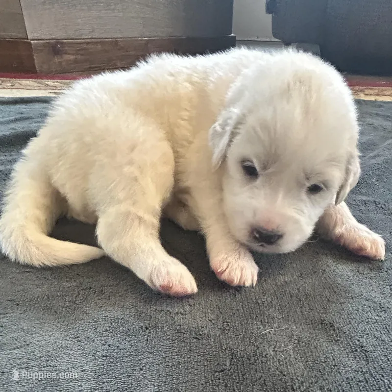 Rose – Great Pyrenees puppy for sale in Saint Marys, KS