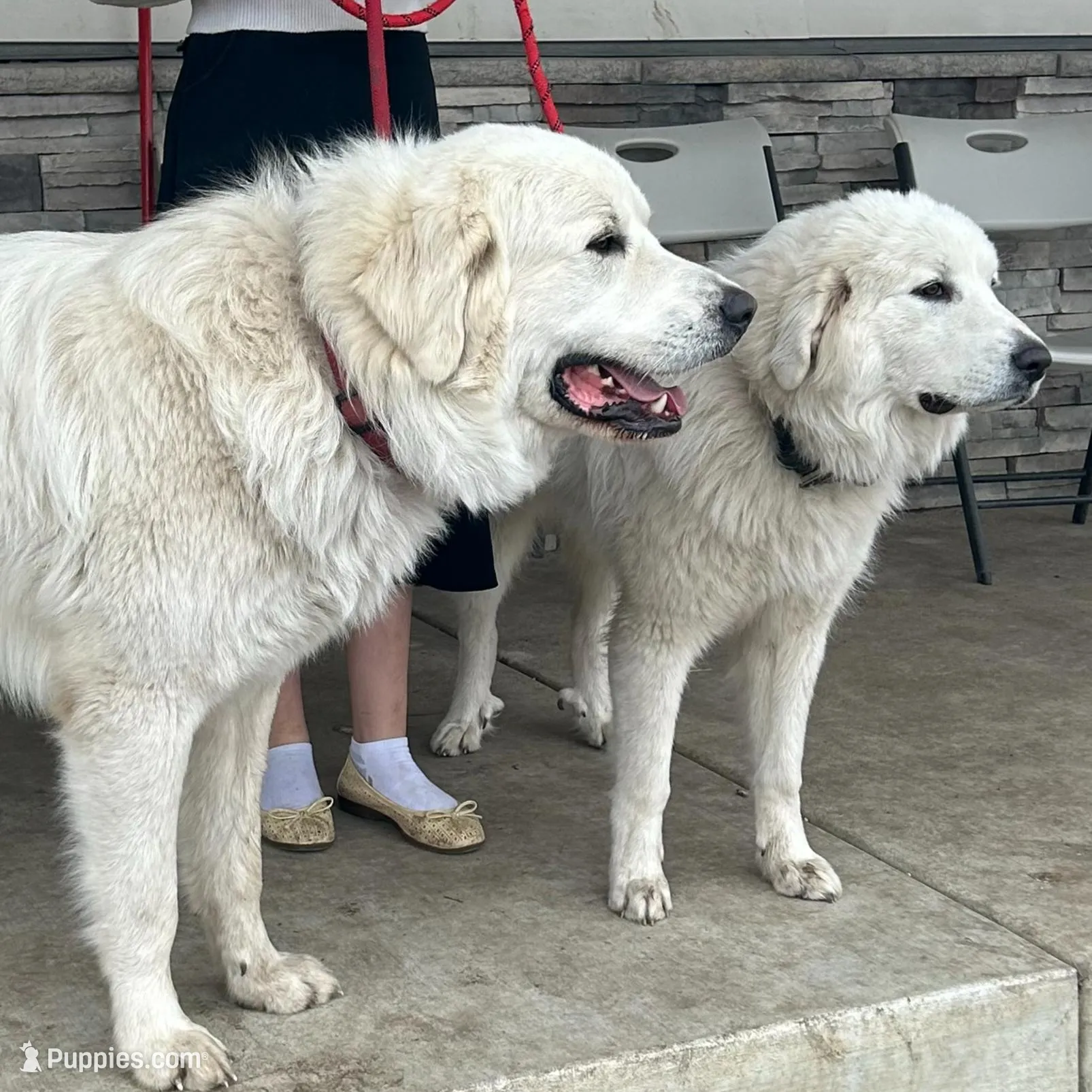 Klondike, a male Great Pyrenees for sale in Saint Marys, KS – Photo 2 of 2