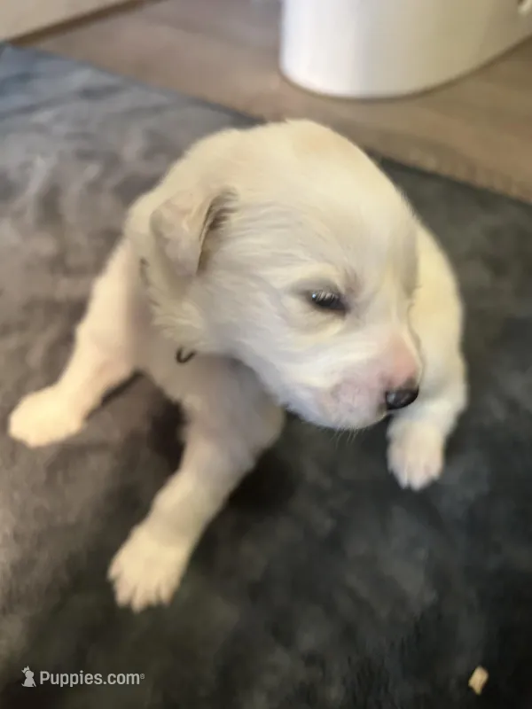 Klondike – Great Pyrenees puppy for sale in Saint Marys, KS