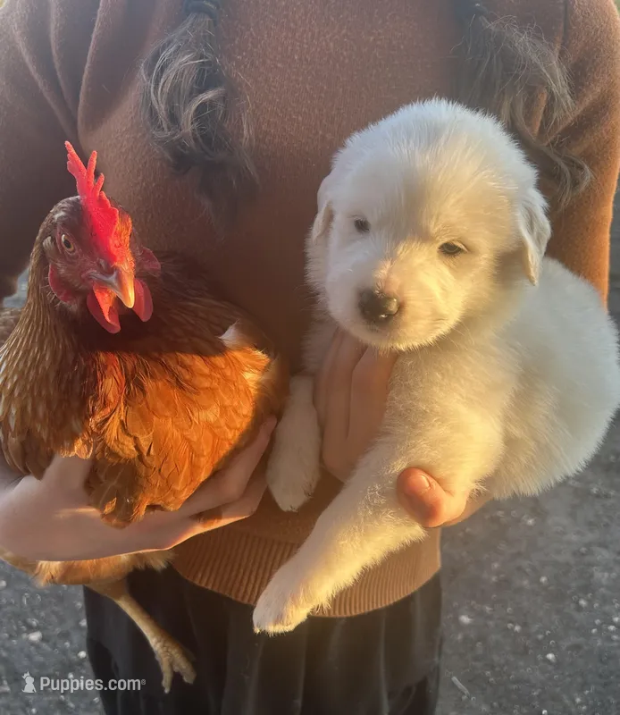 Klondike – Great Pyrenees puppy for sale in Saint Marys, KS