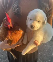 Klondike, a male Great Pyrenees for sale in Saint Marys, KS – Photo 2 of 5