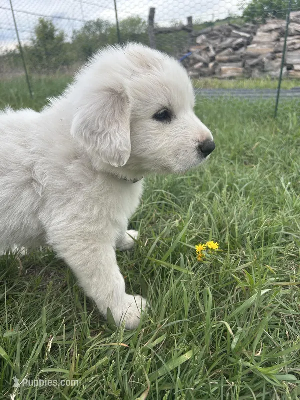 Klondike – Great Pyrenees puppy for sale in Saint Marys, KS