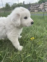 Klondike, a male Great Pyrenees for sale in Saint Marys, KS – Photo 1 of 5