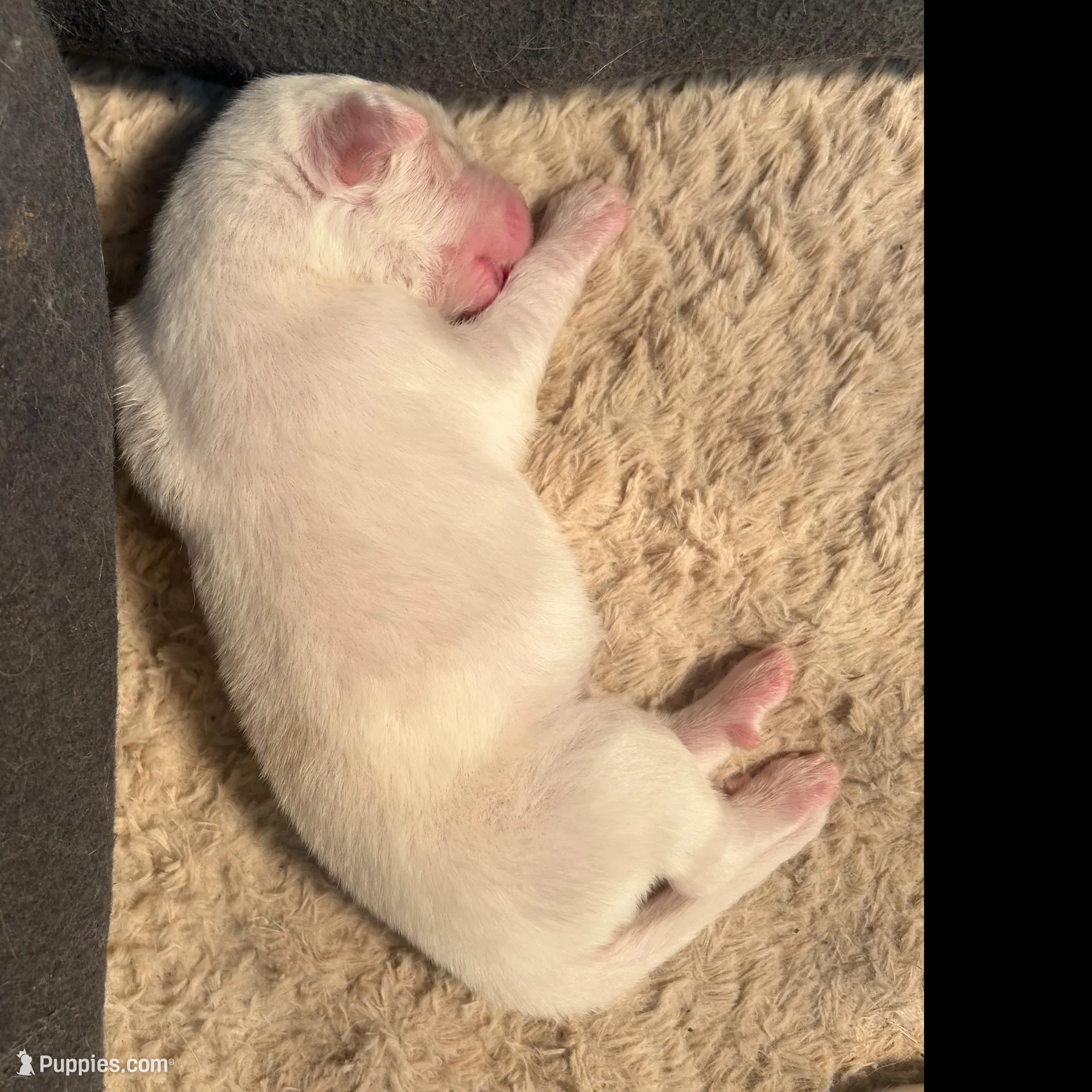 Klondike – Great Pyrenees puppy for sale in Saint Marys, KS