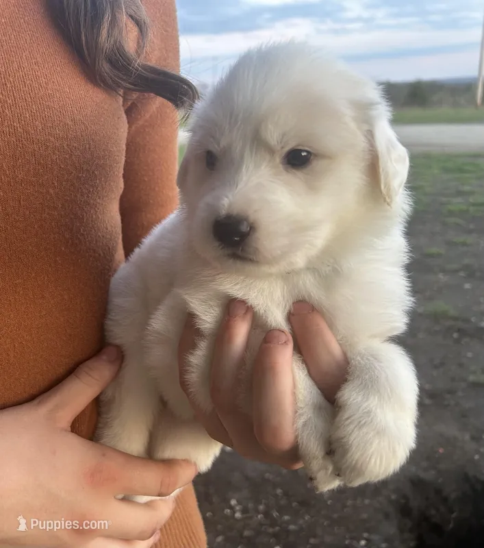 Lily – Great Pyrenees puppy for sale in Saint Marys, KS