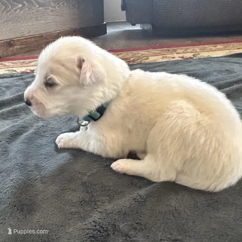 Lily – Great Pyrenees puppy for sale in Saint Marys, KS